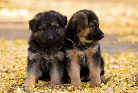 Pure Breed German Shepherd Puppies for Sale – 2.5 Months Old
