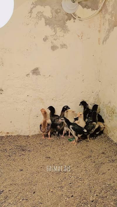 aseel chicks