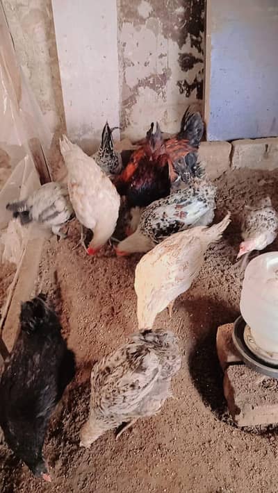 Golden Misri and Daisi breed