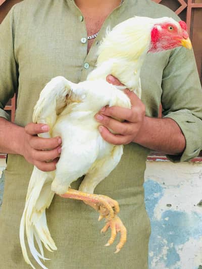 High quality bird only sale reasonable price