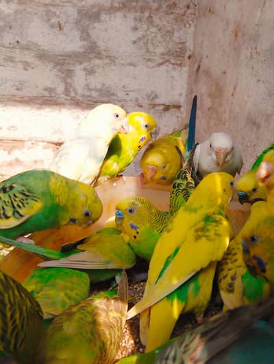 full and active pairs