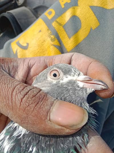 Golden kuboter k beacha