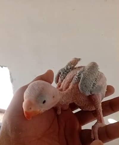 raw chick and breeder pairs available /whtsap 03322535105