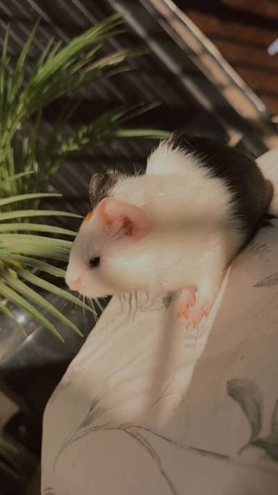 Guinea Pig Baby for sale