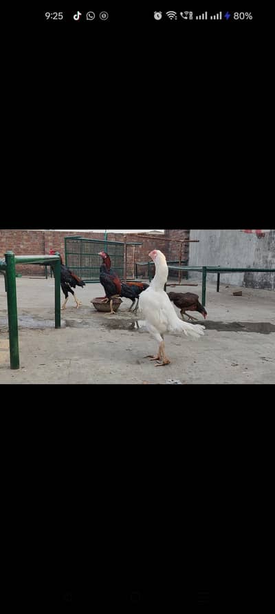 burmi pkoya top quality male nd vitnam female