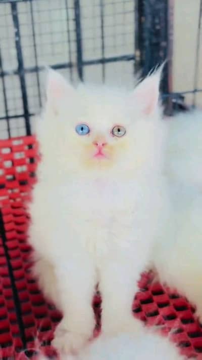 high quality pairsian male female kitten for sale