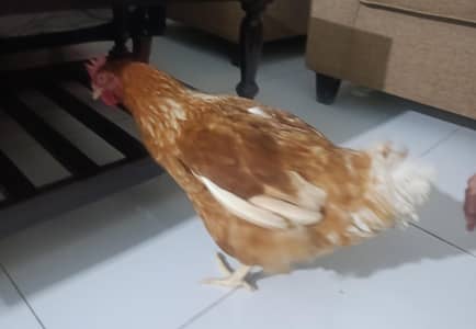 Lohman Brown egg laying healthy pure breed
