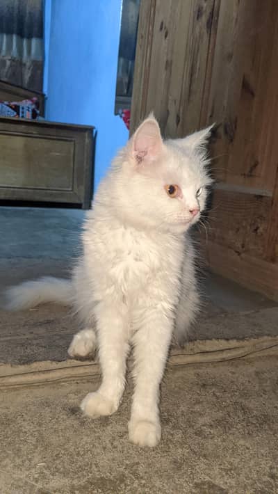 Persian double coat feamle