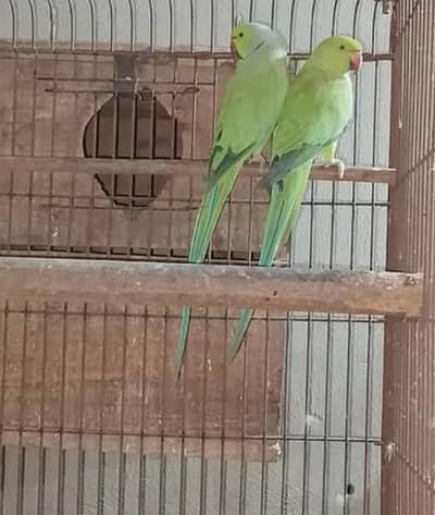 Green ringneck Gurantted breeder with history pair