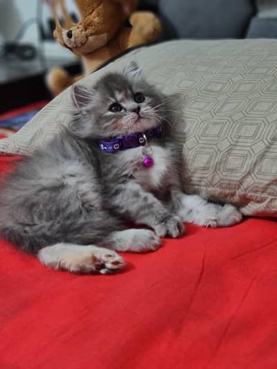 Persian kittens