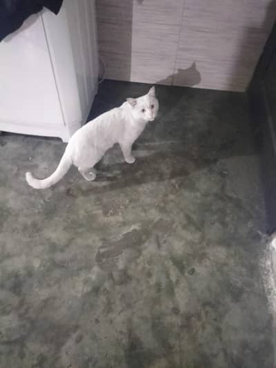 cat for loving family