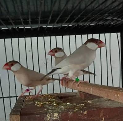 fawn java dark head big size