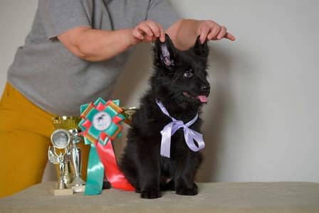 IMPORTED BLACK GSD PUPPIES | PREMIUM QUALITY | AVAILABLE