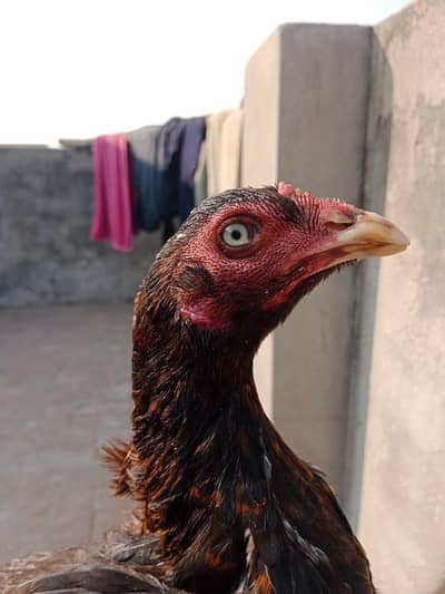 high quality band gaddi aseel murgi for sale