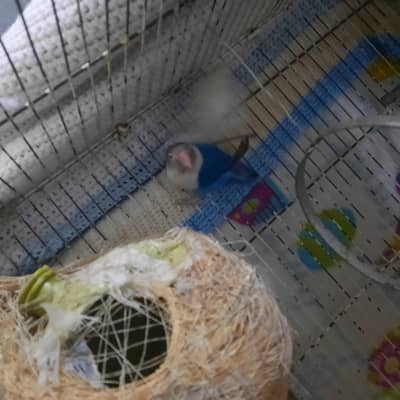 lovebird pair for sale