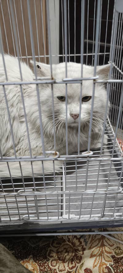 Active Turkish Angora Cat