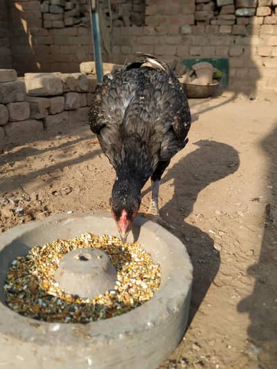 aseel murgi Hy big size murgi grey saleta color hens
