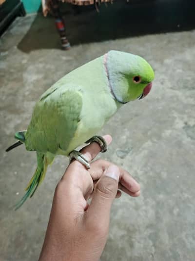 green parrot