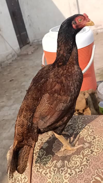 aseel females for sale