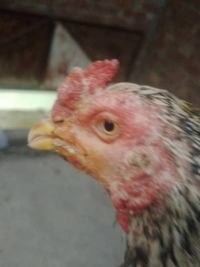 thai aseel jawa Pata yalow nok nali jis bahi ko chya wo rabta kara