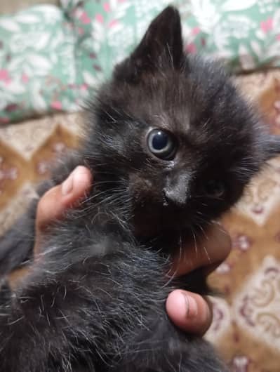 1 mother cat and 4 kitten all black 1 month age