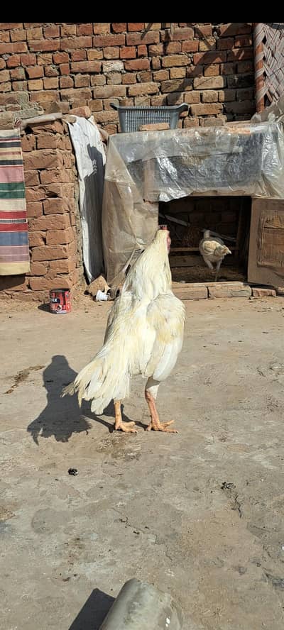 aseel heera fixed price 5500