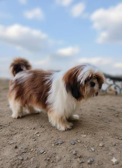 Pedigree Shitzu Female