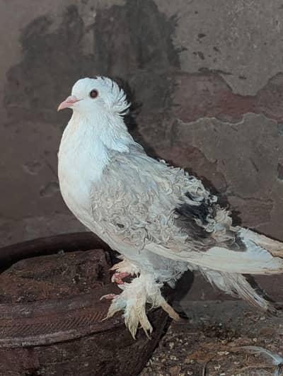 cream bar frill back breeder female 03068884271