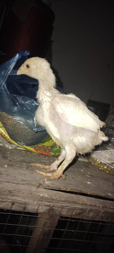 Heera paper white and black Thai chiks