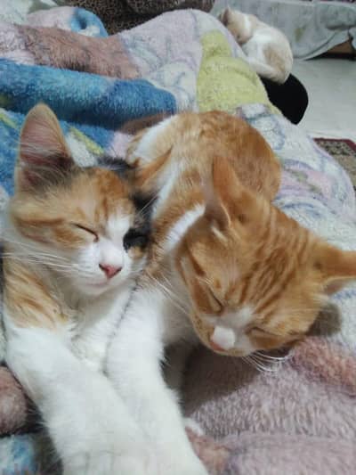 2 female kittens