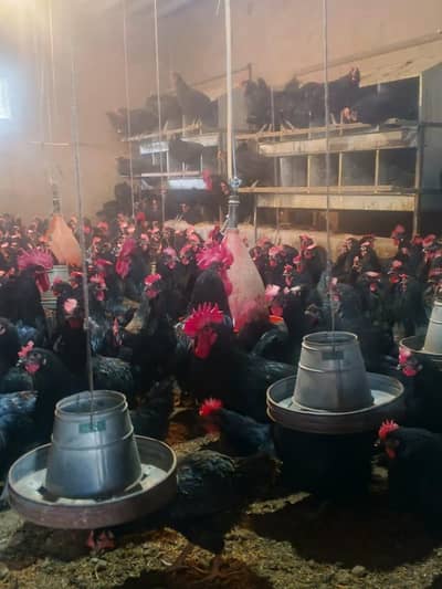 Australorp  bread for sale