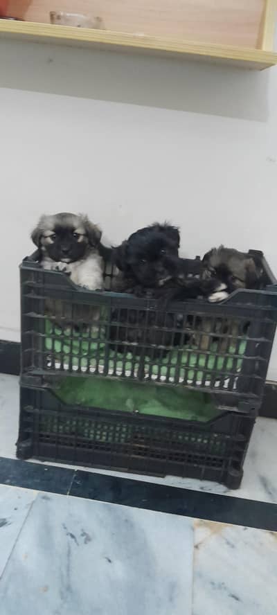 pomeranian teacup origional