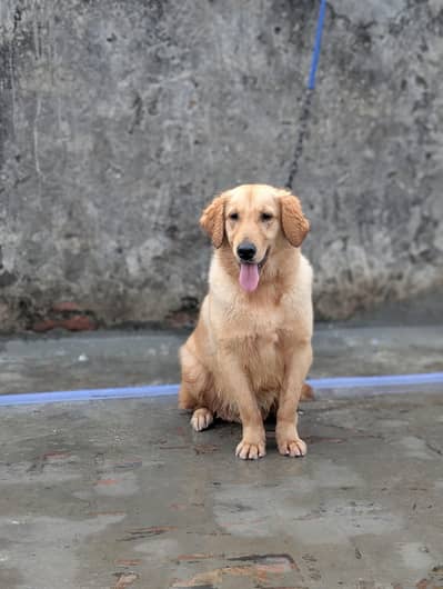 Pedigree Golden Retriever Female