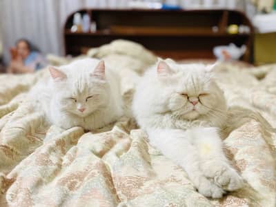 Persian cats ( Pair ) fully vaccinated and dewormed,