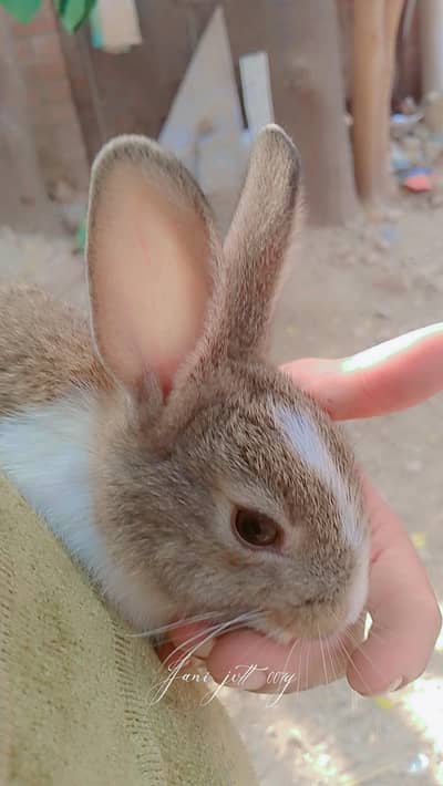 selling rabbits pair and single piece