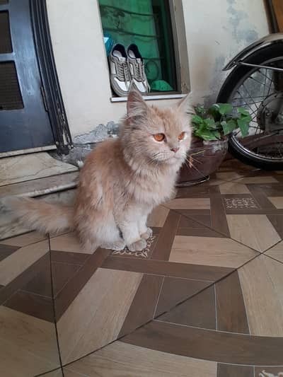 Female persian cat vaccinated 1.5 years old