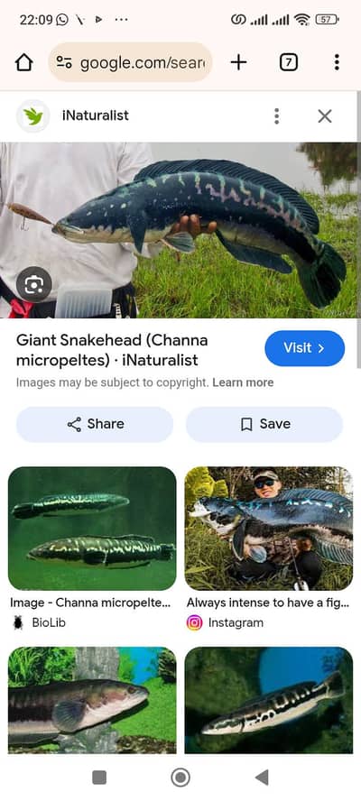 channa micropeltes,orange Cray fish and albino bichir