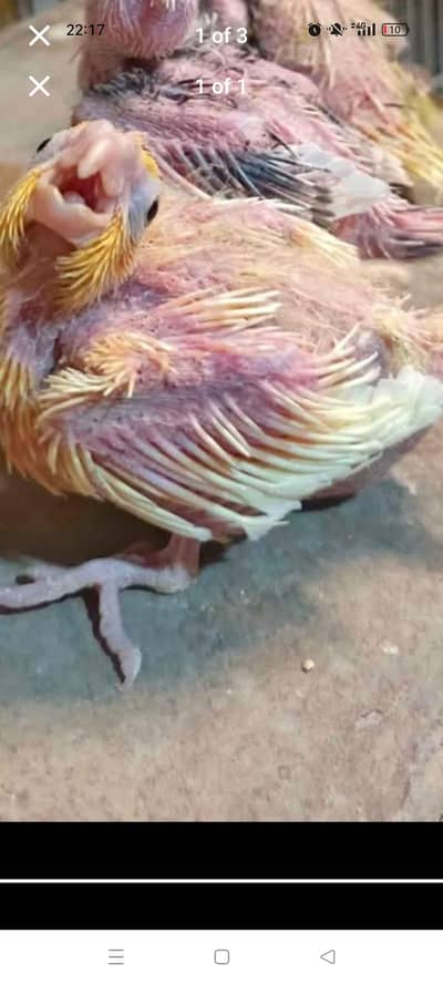 cocktail chiks for hand tame