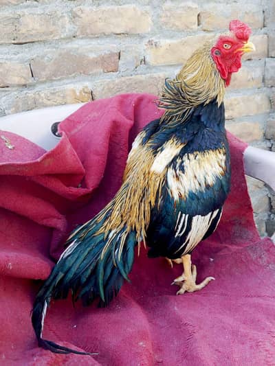 Merati Male zero size 1600gram