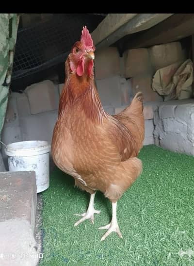 Pure Bloodline Desi Hen Eggs Laying For Sale