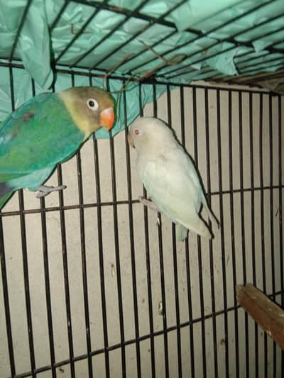 love birds