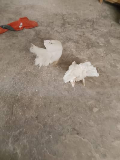 American lucky white pair ande bache dete hue