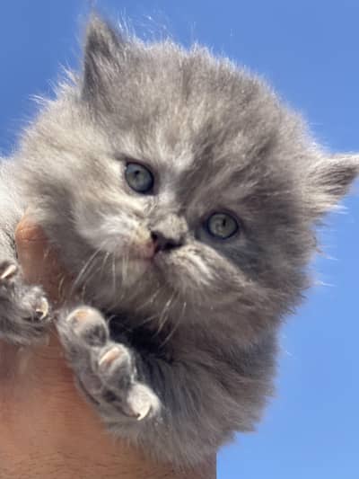 Baby persian kitten