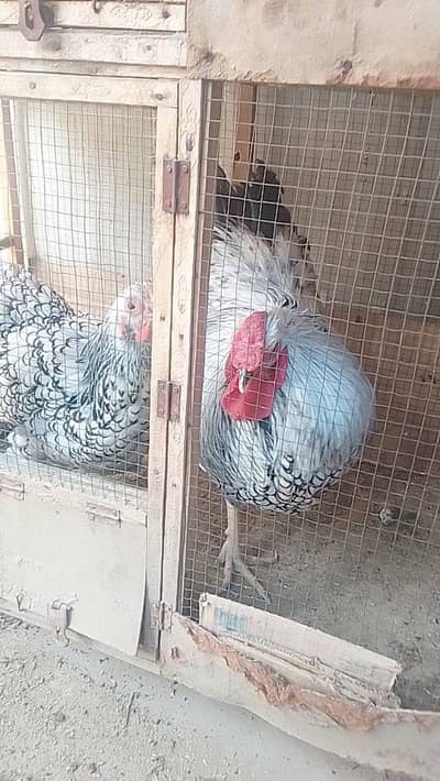 beautiful pair sliver whine dot available