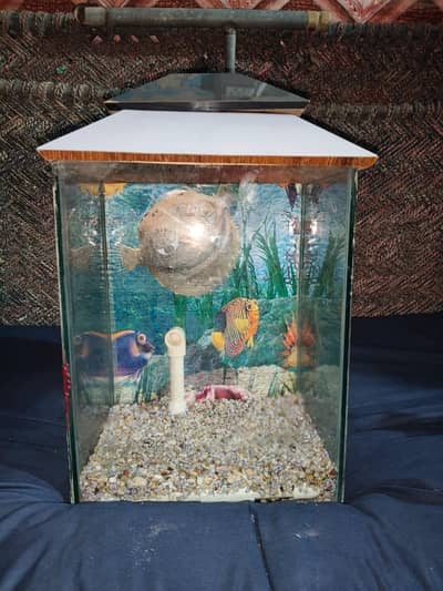 fish aquarium sir sale