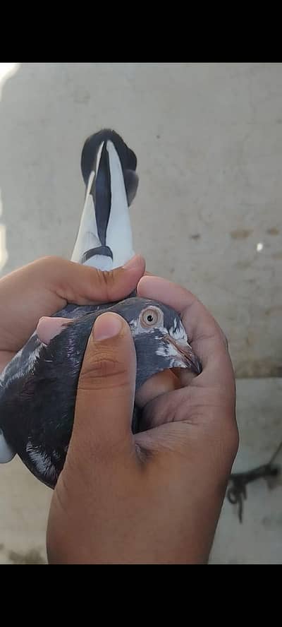 Original Teddy Female for sale