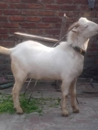 Teda Male kheera # 03274116585