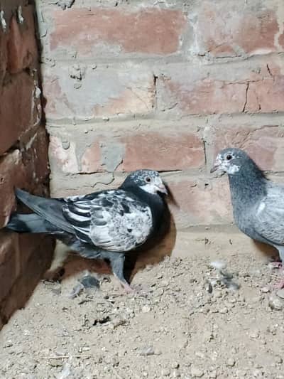 Fancy pigeons k bachy