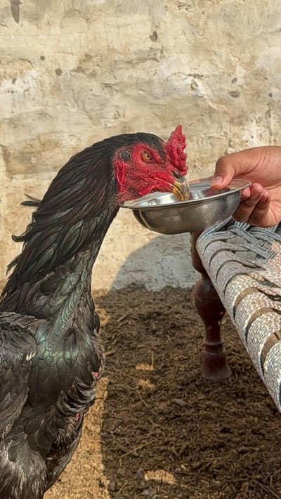 High quality Male Thai cros full long hight