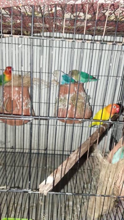 Love birds for sale with cage